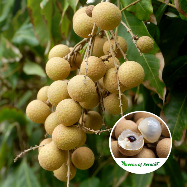Longan Diamond River (ડાયમંડ રિવર લોંગન)